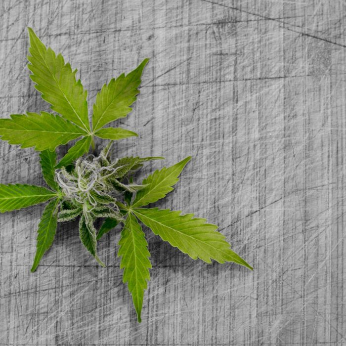 Dr Jerzy Jarosz: „Trudno nam zaakceptować marihuanę jako lek”