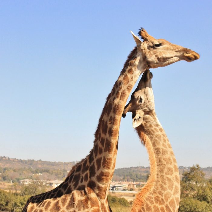 Wysocy bardziej narażeni na raka?