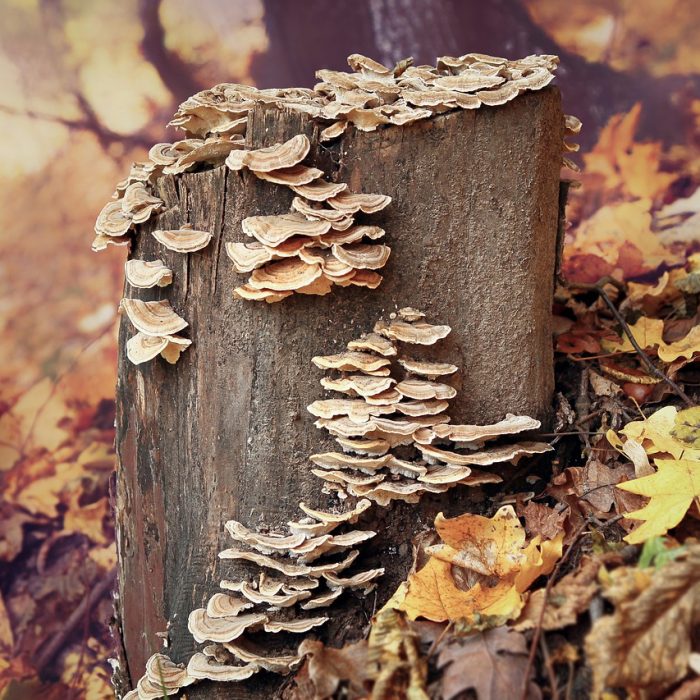 Wrośniak różnobarwny (Trametes versicolor) – cenny grzyb leczniczy