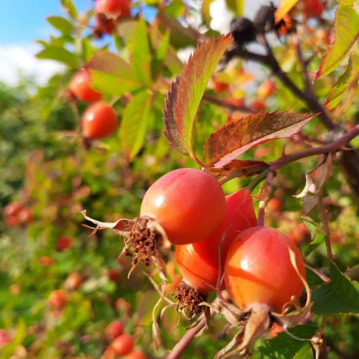 Olej z róży pomarszczonej działa przeciwnowotworowo